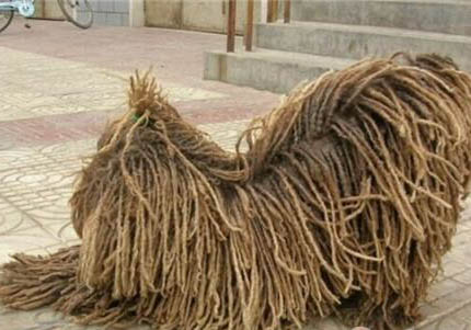 波利犬嘔吐白沫原因及處理方法