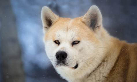 柴犬耐寒程度