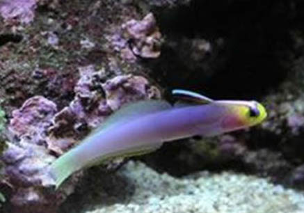 白云金絲魚和鳑鲏可以混養嗎