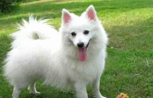 日本銀狐犬優點和缺點