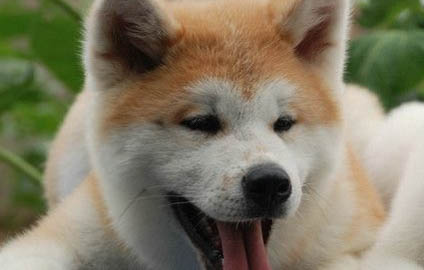 犬瘟抽搐會(huì)多久