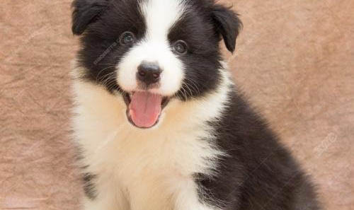 幼犬吃狗糧要泡多久