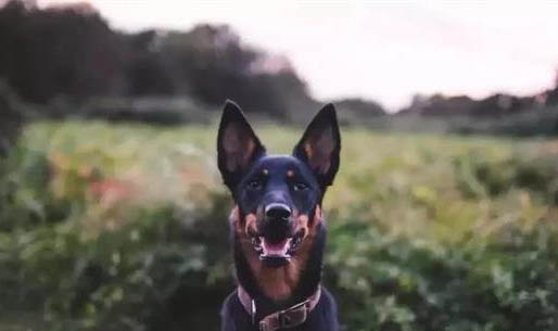 狗狗犬瘟細(xì)小怎么治療