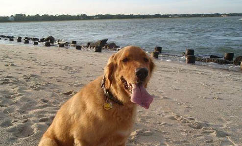 如何輕松幫助金毛犬遠離螨蟲傷害