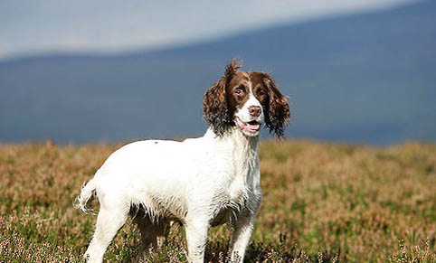史賓格犬一般多少錢一只史賓格犬價格為1500~3500元