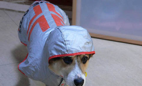 狗狗拉蟲子是驅蟲成功嗎