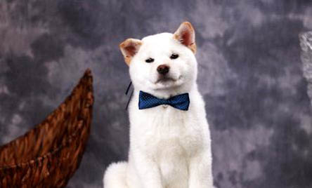 小柴犬優缺點