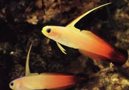 7.2米魚竿垂釣效果好嗎