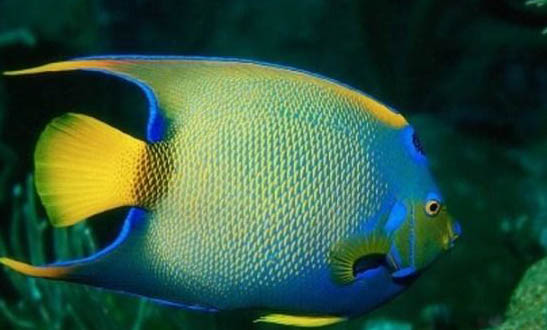 地圖魚不打氧氣能活多久