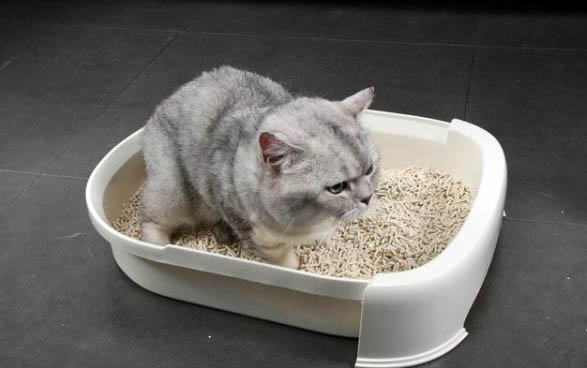 小貓多久可以斷奶呢