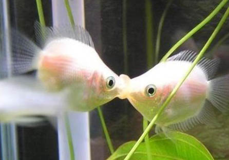 接吻魚和什么魚混養好