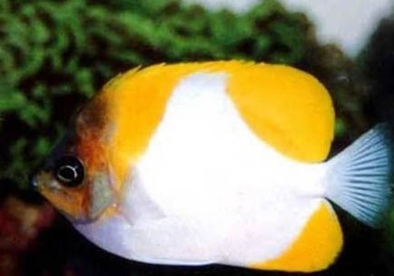 釣青魚怎么調漂