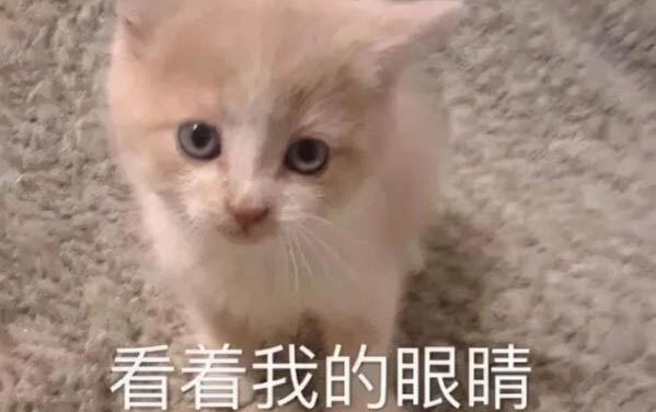小貓尿頻一次只尿一點