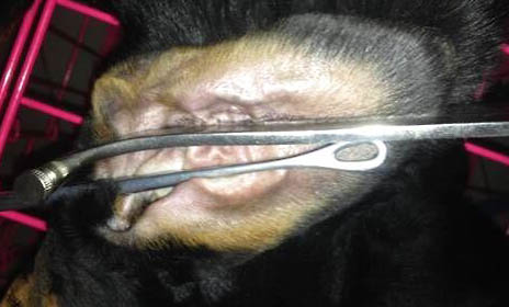 迷你杜賓犬幼犬多少錢一只