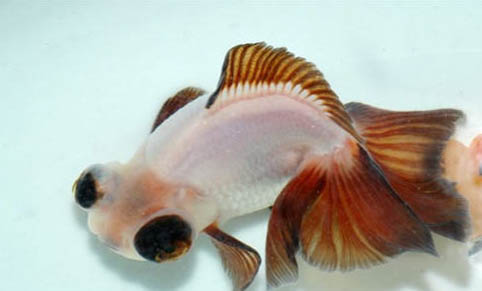 泥鰍可不可以和金魚一起養(yǎng)