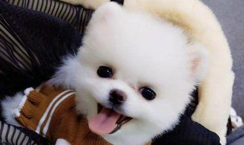 狗狗洗完澡眼睛睜不開咋回事