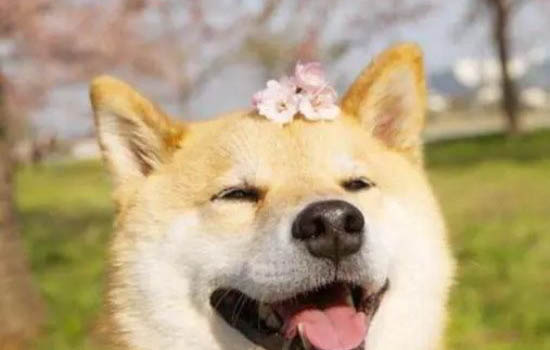 柴犬冬天可以室外養嗎