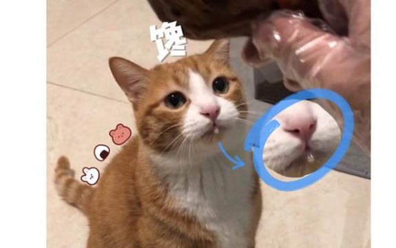 請問貓咪嘔吐的原因及處理方法?