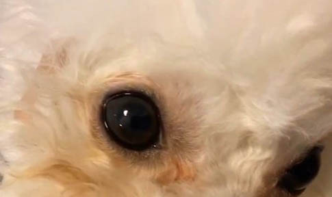 狗狗腹部疼痛原因