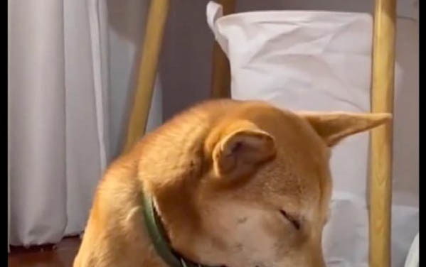 狗狗老發出像卡嗓子的聲音是咋回事