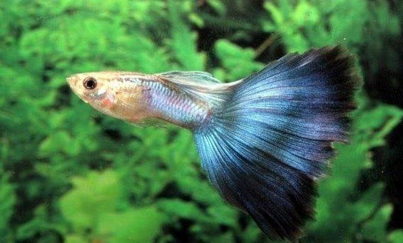 孔雀魚多久才能長大