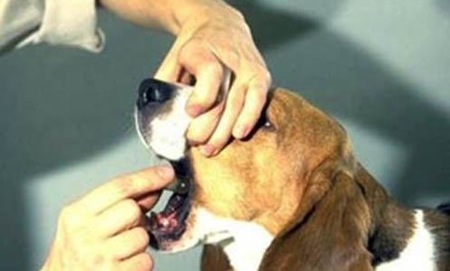 犬瘟多久會有癥狀是什么癥狀