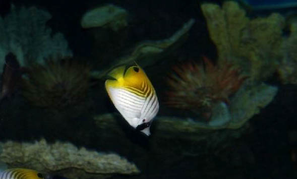 冬天夜釣鯉魚釣底還是釣浮