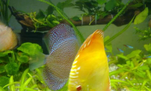 七彩神仙魚主要有哪些品種