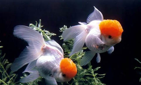 家庭觀賞魚養(yǎng)殖方法