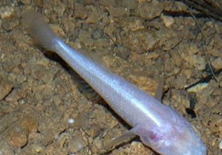 自來水放了一夜能養(yǎng)魚嗎