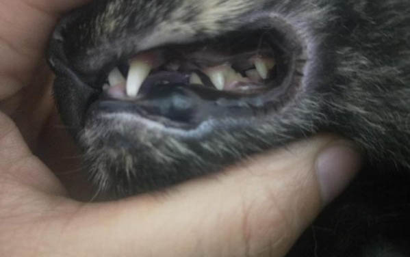 貓咪為什么愛(ài)舔小貓耳朵的毛呢