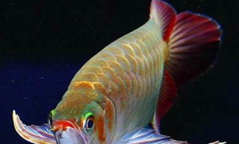 龍魚縮鰭原因及處理方法