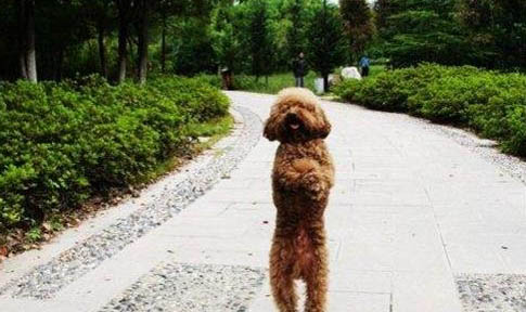 什么狗狗比較聽話好養