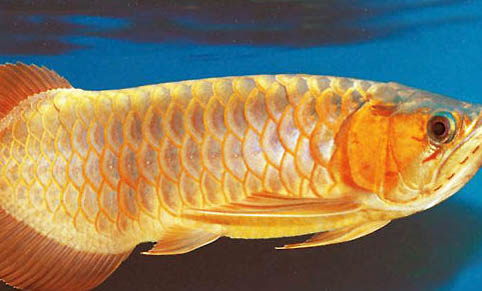 金龍魚多久能長大