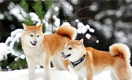 柴犬幾個月能長到成年身高