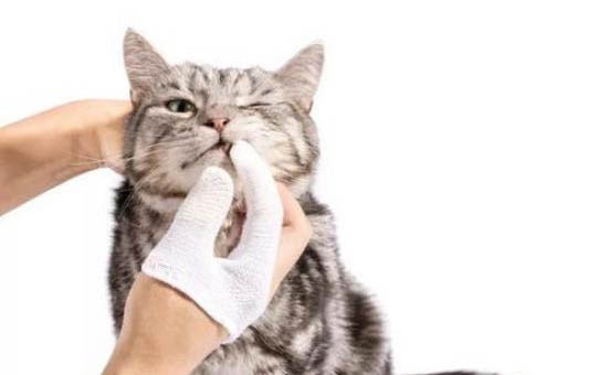 貓可以吃火腿腸嗎？