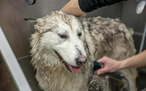 拳師犬可以辦狗證嗎