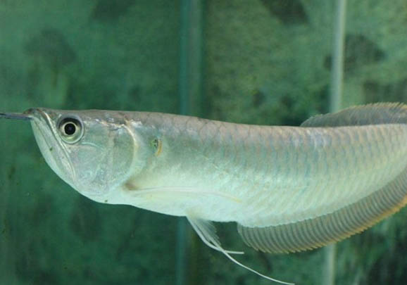 龍魚在缸底不動是什么原因