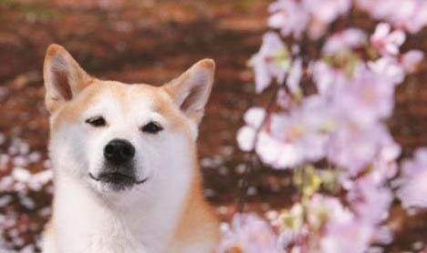 日本柴犬智商高嗎