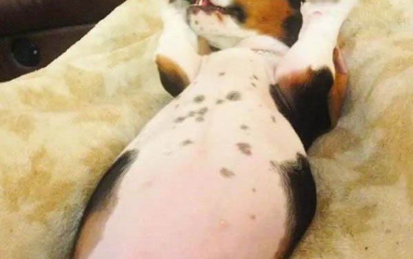 狗突然抽搐?