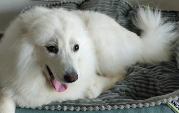 薩摩耶幼犬一個月圖片