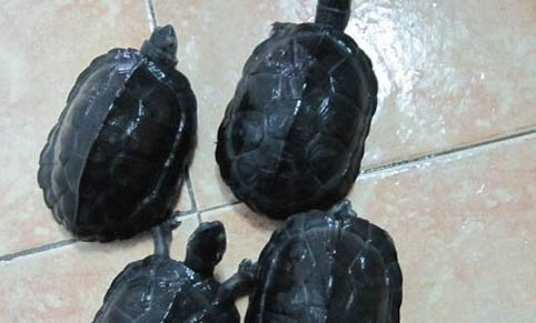 養烏龜冬天要不要放水