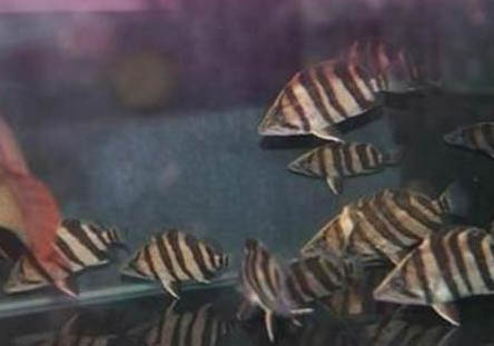 印尼虎魚好養活嗎