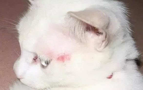 為什么貓咪喜歡躺地板上睡覺