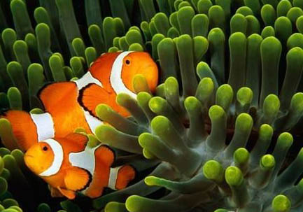 紅色的熱帶魚有哪些