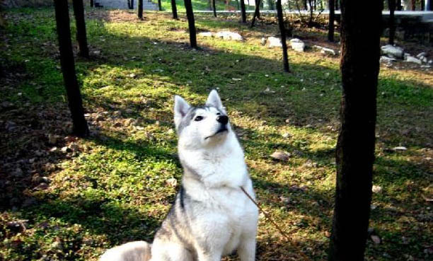狗狗服用雙氧水后多久可以進食啊