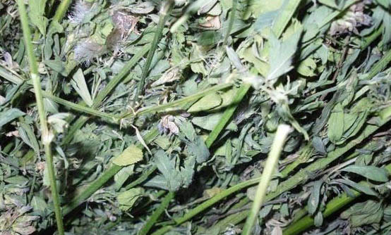 龍貓后腿不動了
