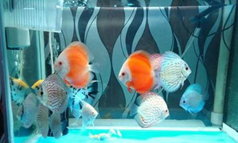 魚缸養魚增氧泵要一直開著嗎