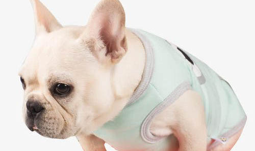 法國(guó)斗牛犬跟柯基犬哪個(gè)好
