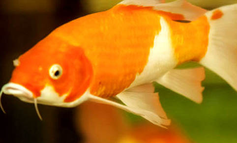 有哪些觀賞魚吃活蝦的魚